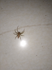 Araneae