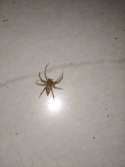 Araneae