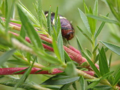 Astraeus navarchis
