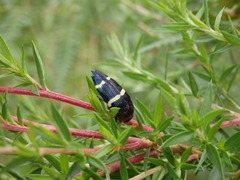 Astraeus navarchis