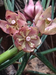 Asclepias circinalis