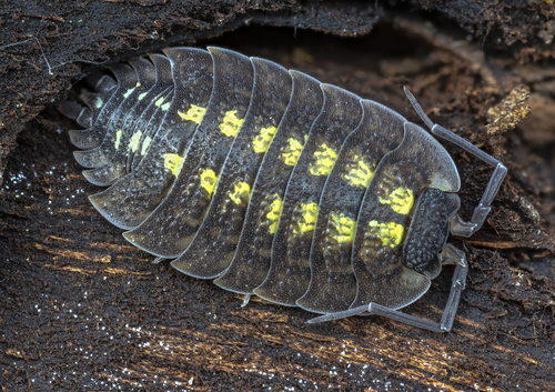 Brickwork Woodlouse photo 3