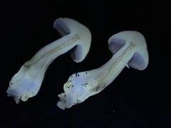 Phlegmacium variosimile