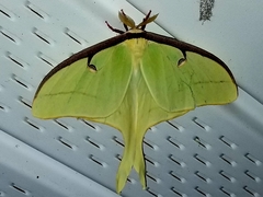 Actias luna