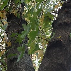 Liquidambar styraciflua