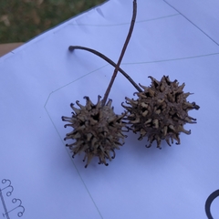 Liquidambar styraciflua