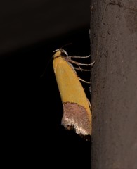 Chrysonoma paracycla