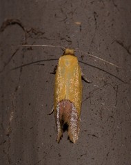 Chrysonoma paracycla