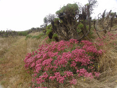 Eriogonum grande rubescens