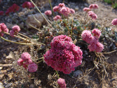 Eriogonum grande rubescens