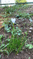 Zephyranthes candida