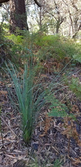Xanthorrhoea concava