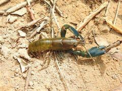 Cherax dispar