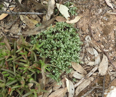 Chenopodium desertorum microphyllum