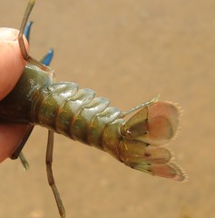 Cherax dispar