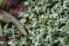 Chenopodium desertorum microphyllum