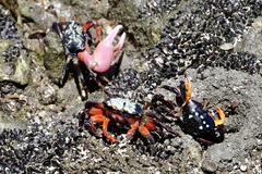 Gelasimus tetragonon