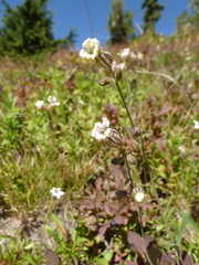 Silene parryi