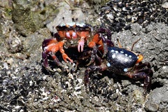 Gelasimus tetragonon