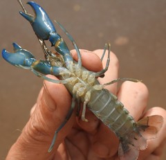 Cherax dispar