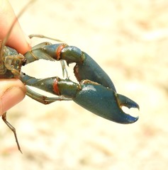Cherax dispar