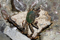 Grapsus albolineatus