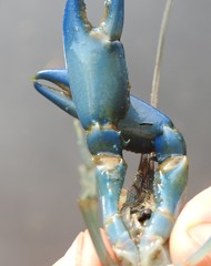 Cherax dispar