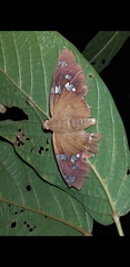 Nascus phintias