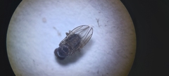 Acalyptratae