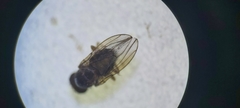Acalyptratae