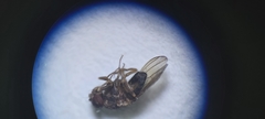 Acalyptratae