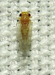 Heteropsylla
