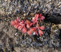 Crassula decumbens