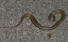 Nerodia clarkii clarkii