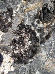 Cornicularia normoerica