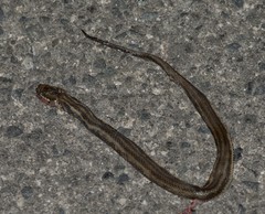 Nerodia clarkii clarkii