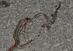 Nerodia clarkii clarkii