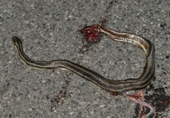 Nerodia clarkii clarkii