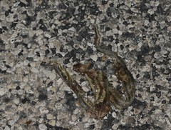 Nerodia clarkii clarkii