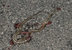 Nerodia clarkii clarkii