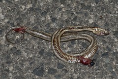 Nerodia clarkii clarkii