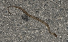 Nerodia clarkii clarkii