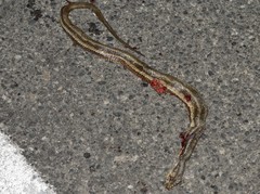 Nerodia clarkii clarkii