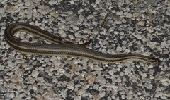 Nerodia clarkii clarkii