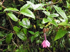 Passiflora cumbalensis