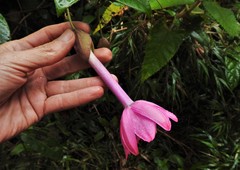 Passiflora cumbalensis
