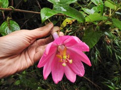 Passiflora cumbalensis