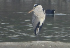 Ardea cinerea