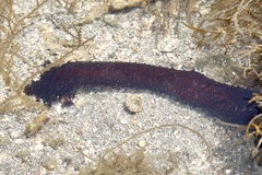 Holothuria leucospilota