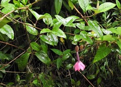 Passiflora cumbalensis